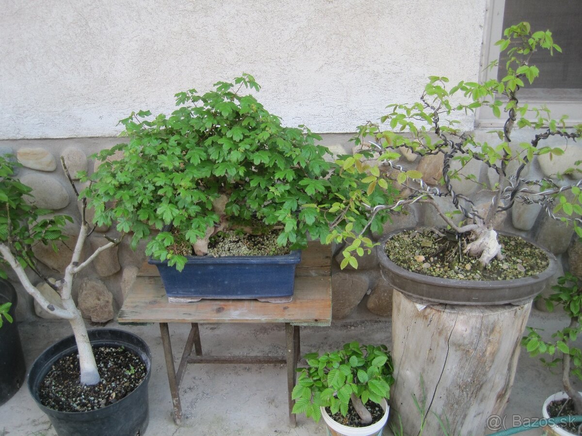 bonsai,bonsaj-hrab 3