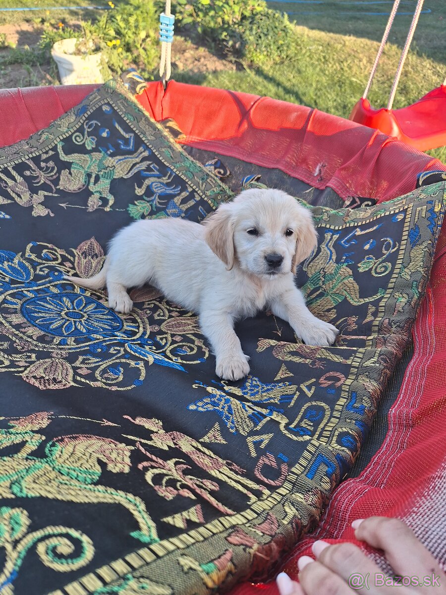 Zlatý retriever