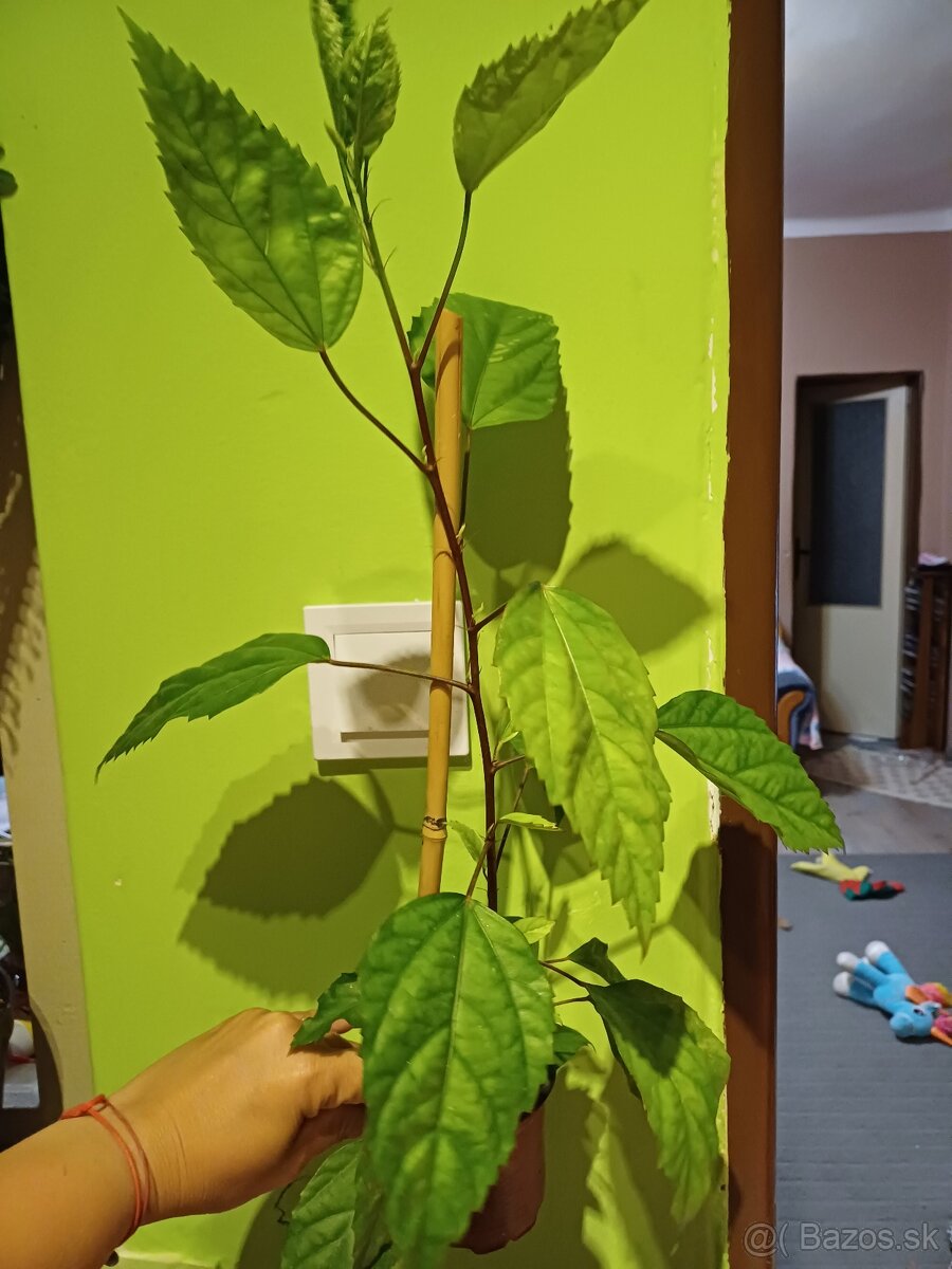 Cinská ruža rychlorastúca