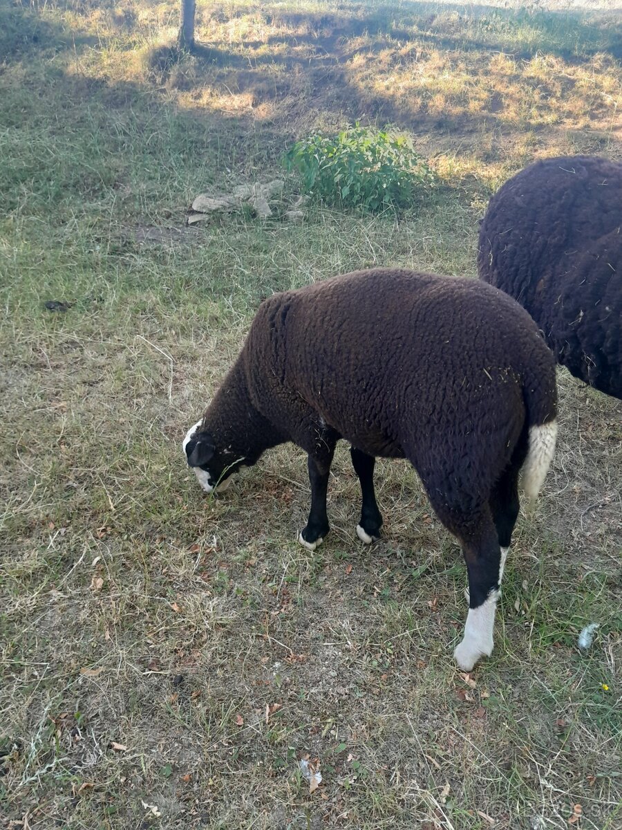 Zwartbles