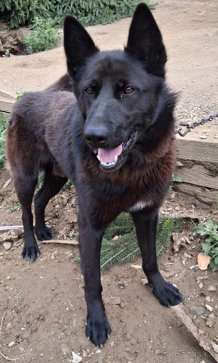 Vlčiak