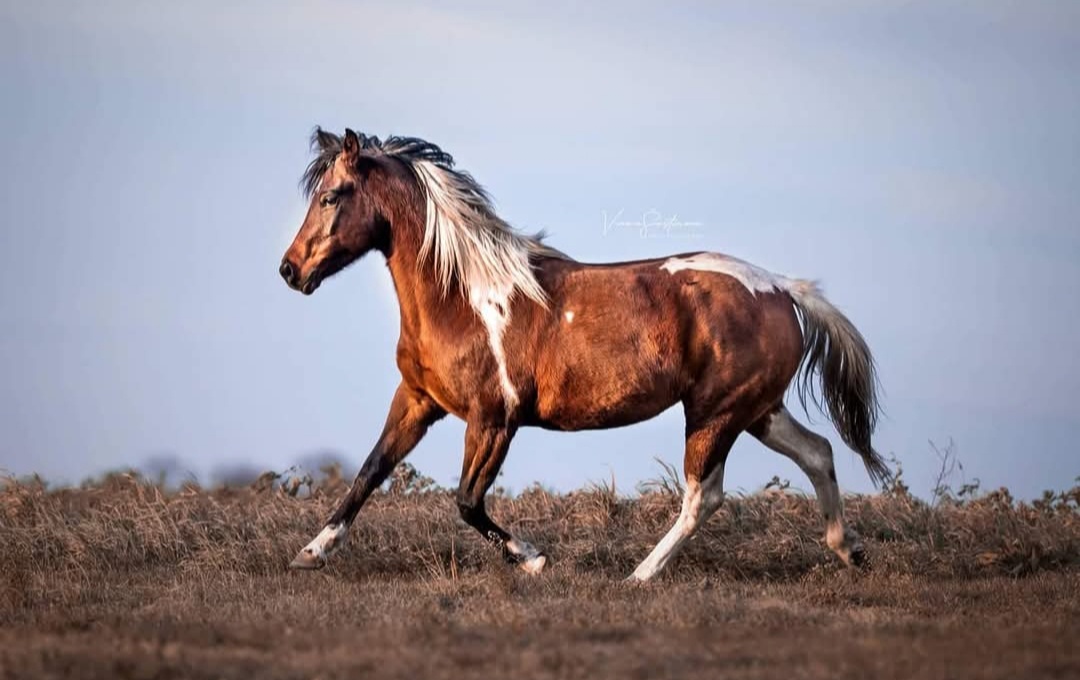 Kobyla homozygot APHA