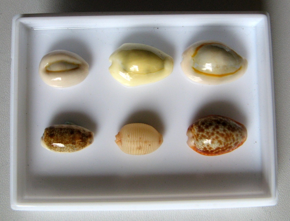 Mini sbírka mušlí - porcelánovci