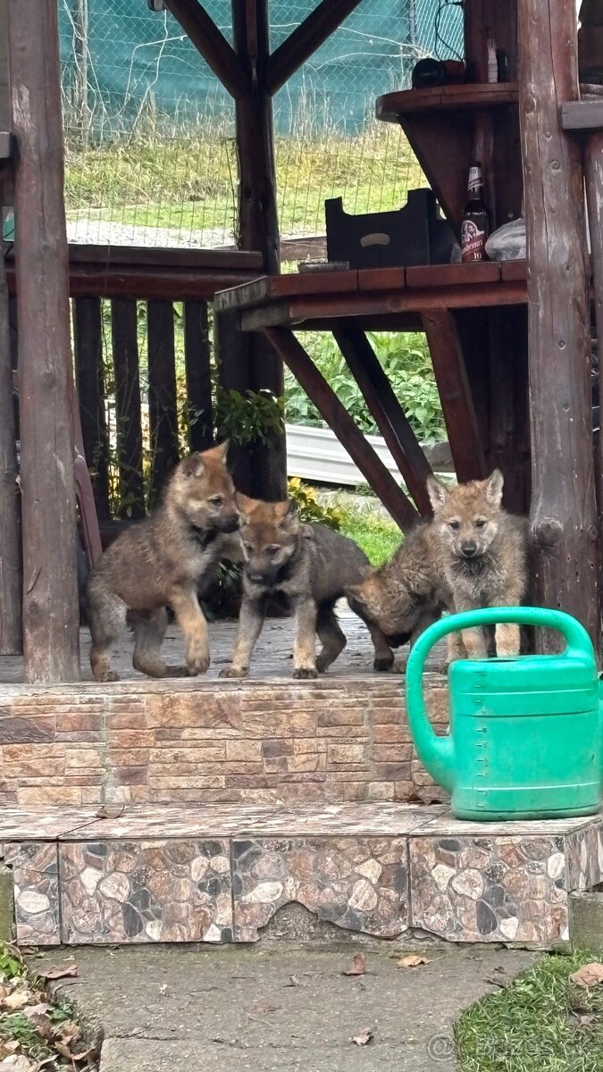 Šteniatka- Československý vlčiak