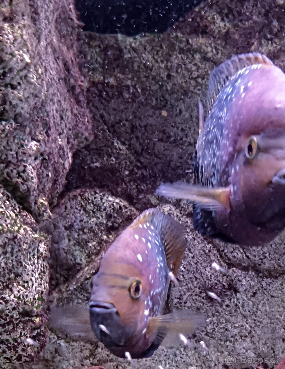 Vieja synspila blue spotted