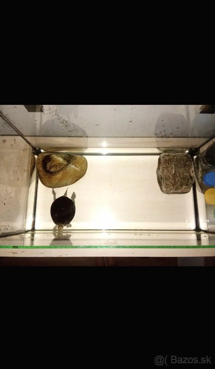 Predám korytnačku mapovu s príslušenstvom