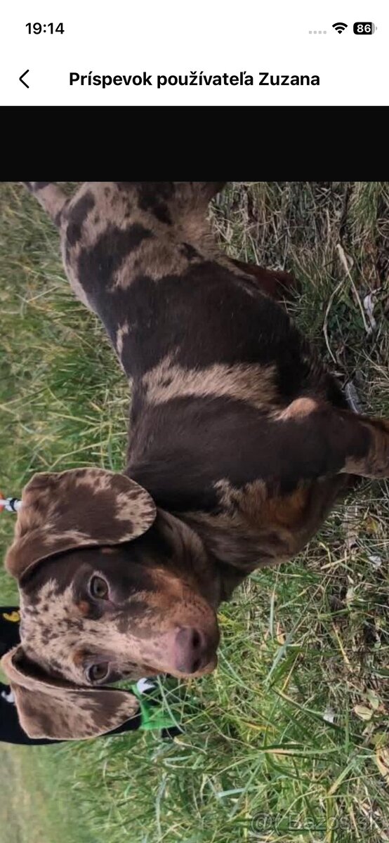 Stratený jazvečík merle cokoladovy