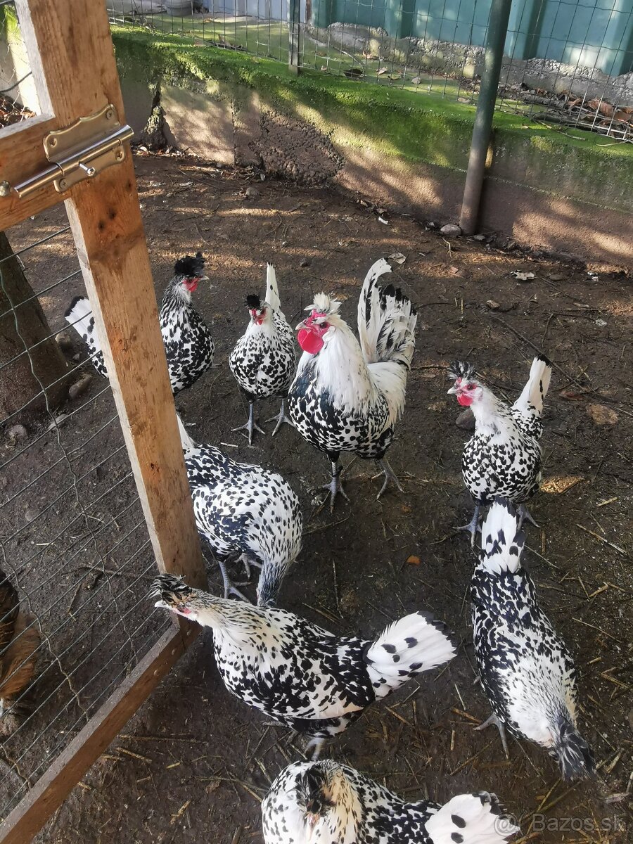 Predám násadové vajíčka