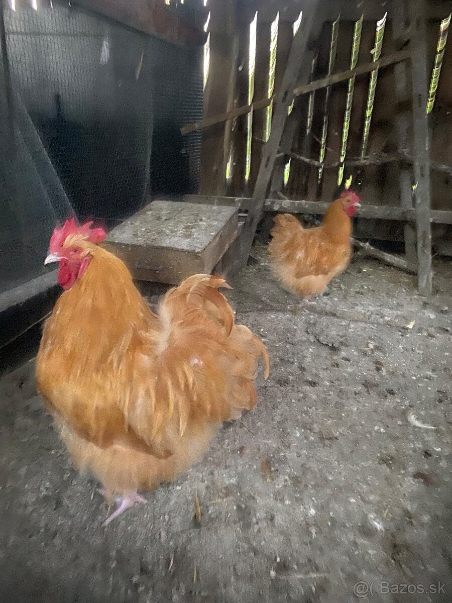 Predám kohutov orpington
