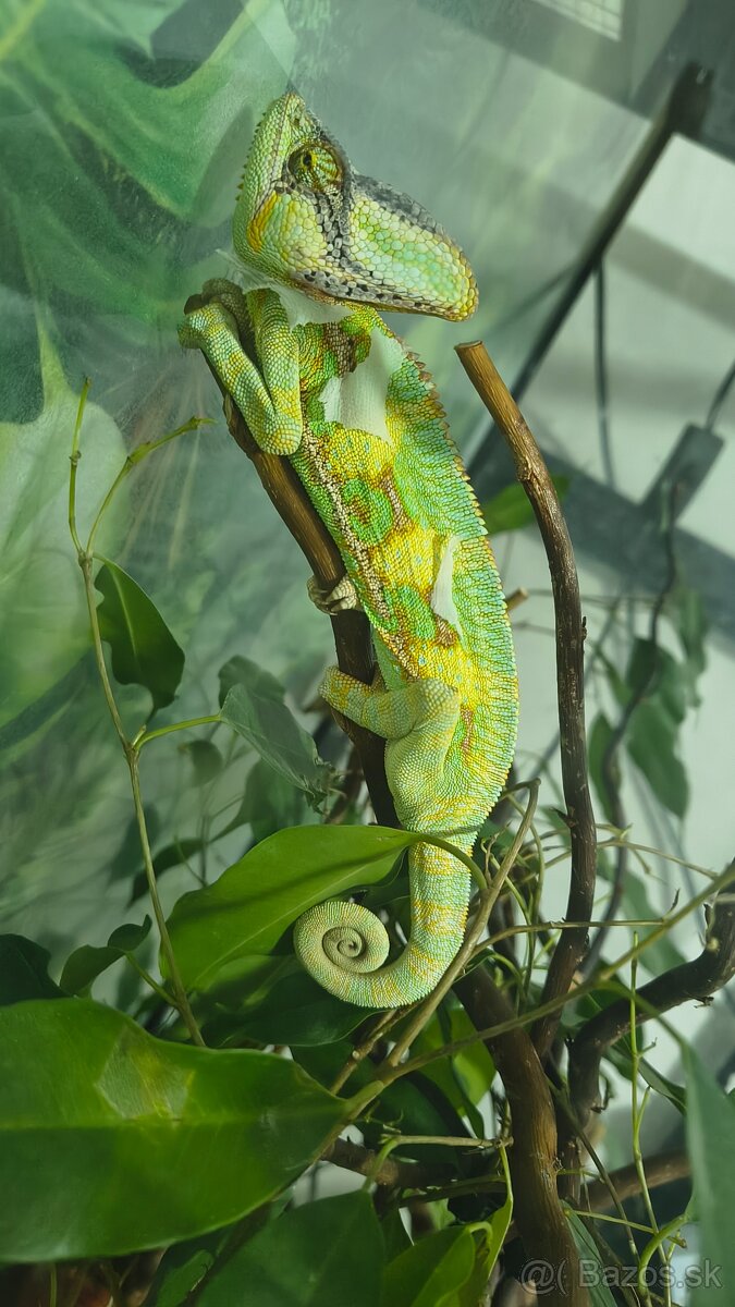 Chameleón Jemensky