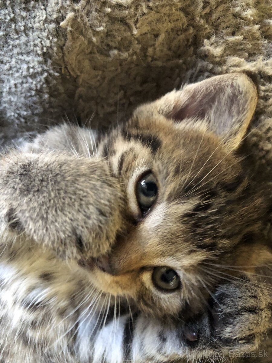 Darujem taby cat (tigria mačka)