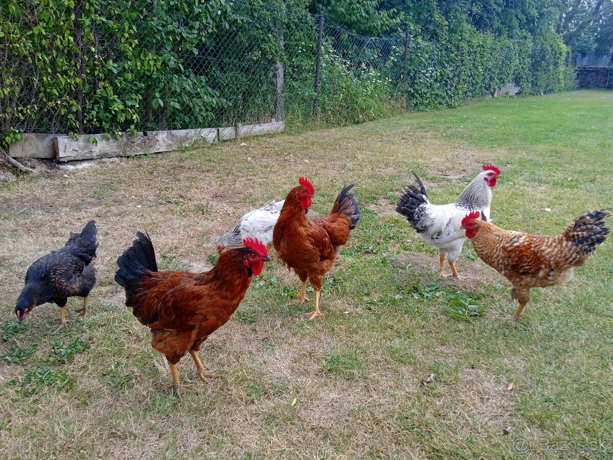 Predám