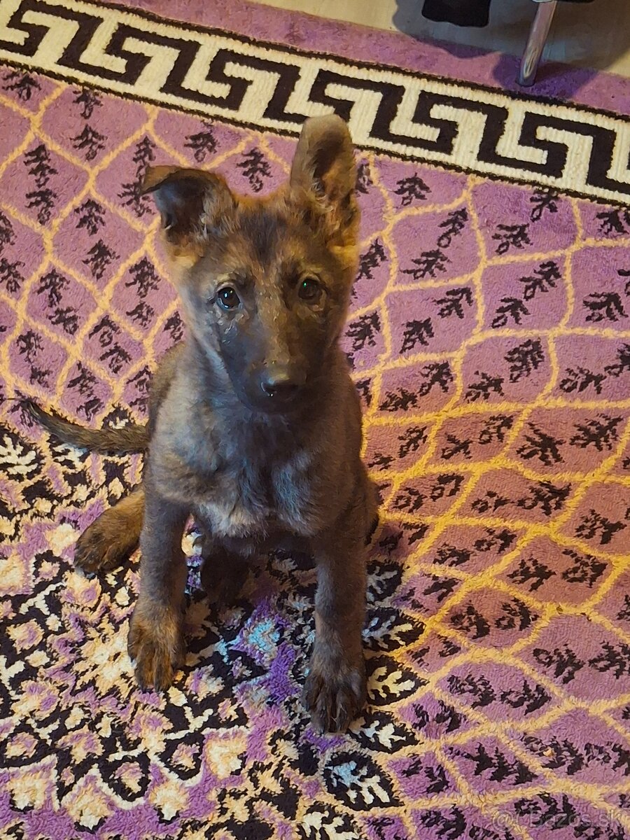 Predam šteniatko nemecky ovciak