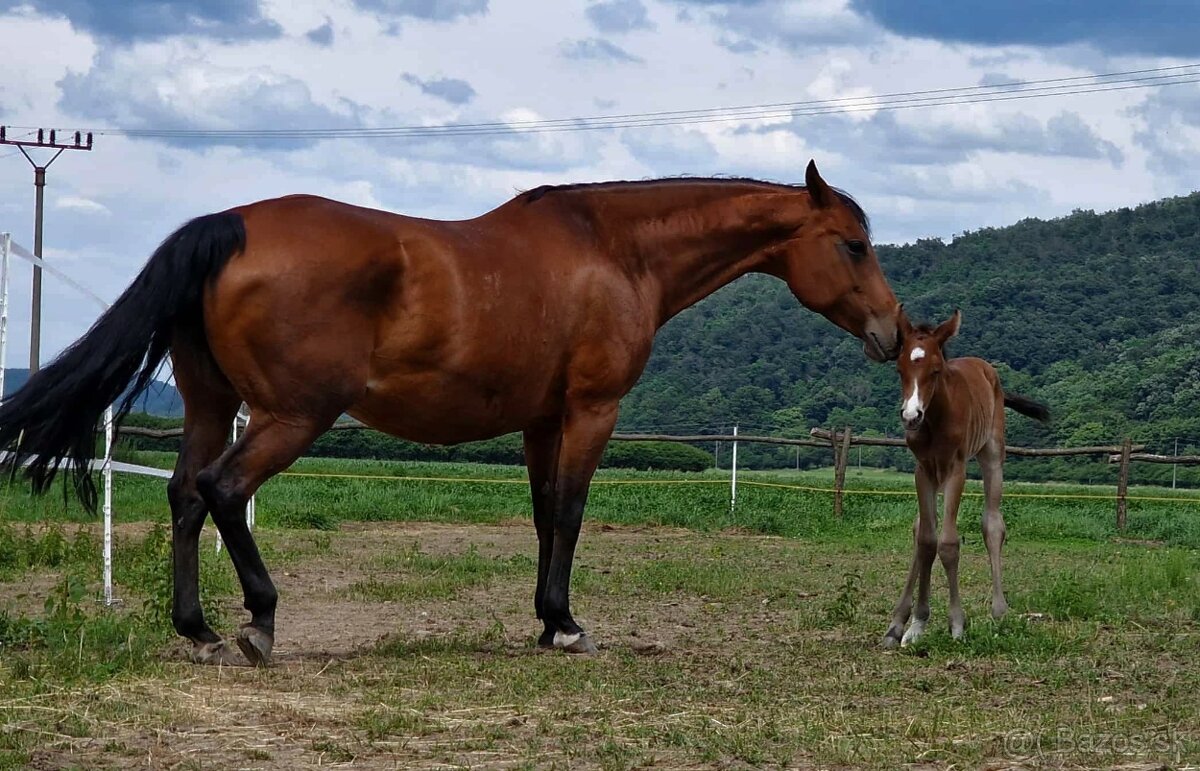 Quarter Horse Kobylka vhodná na jazdenie aj do chovu