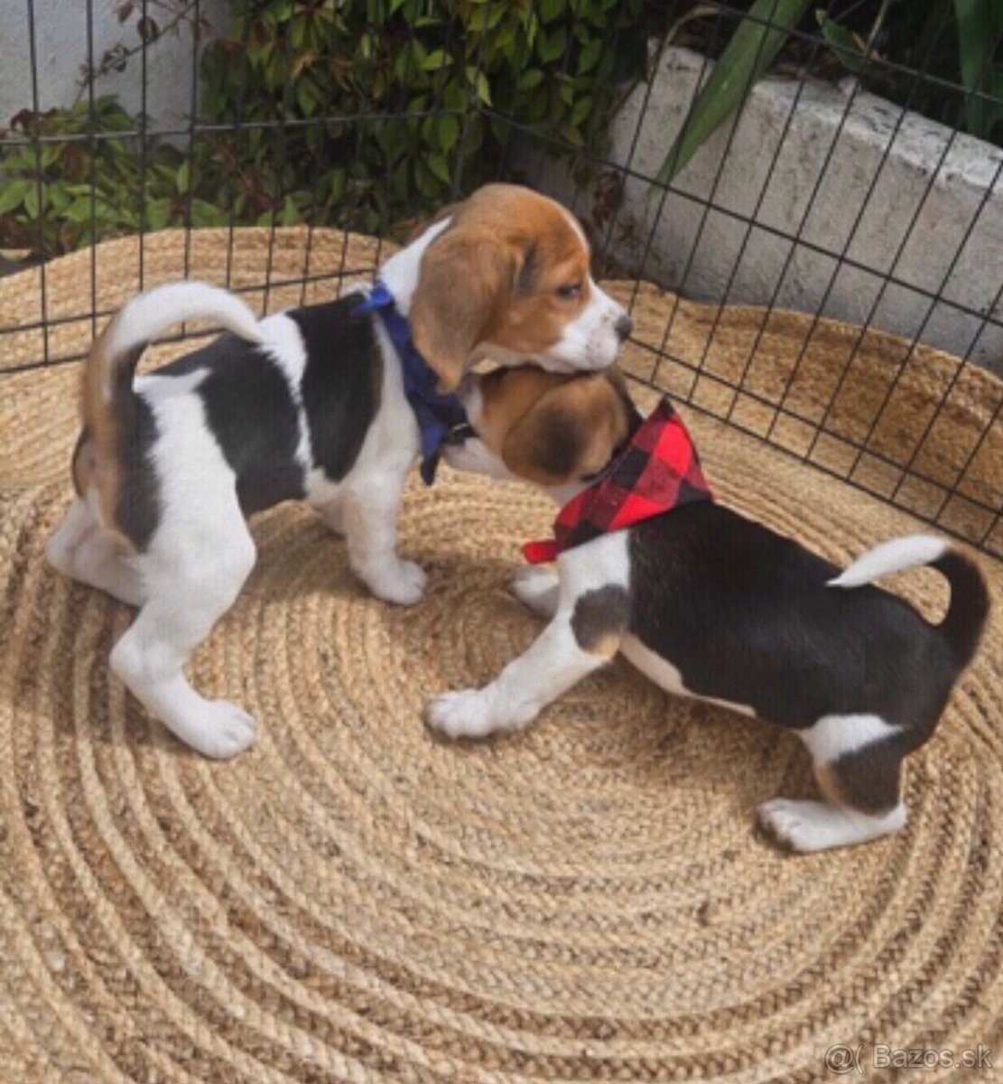 K dispozícii sú rozkošné šteniatka bígla.