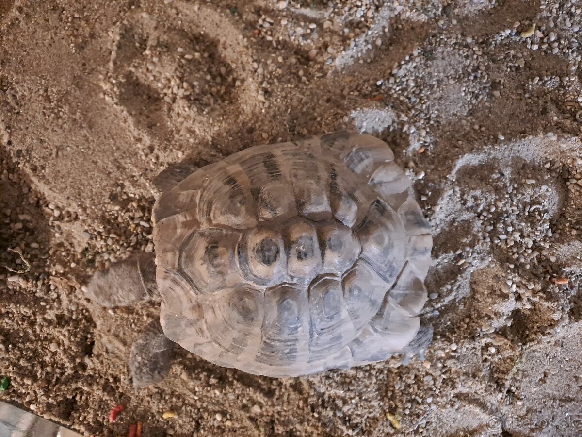 Suchozemská korytnačka