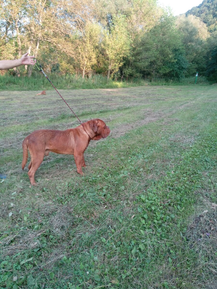 Bordo doga