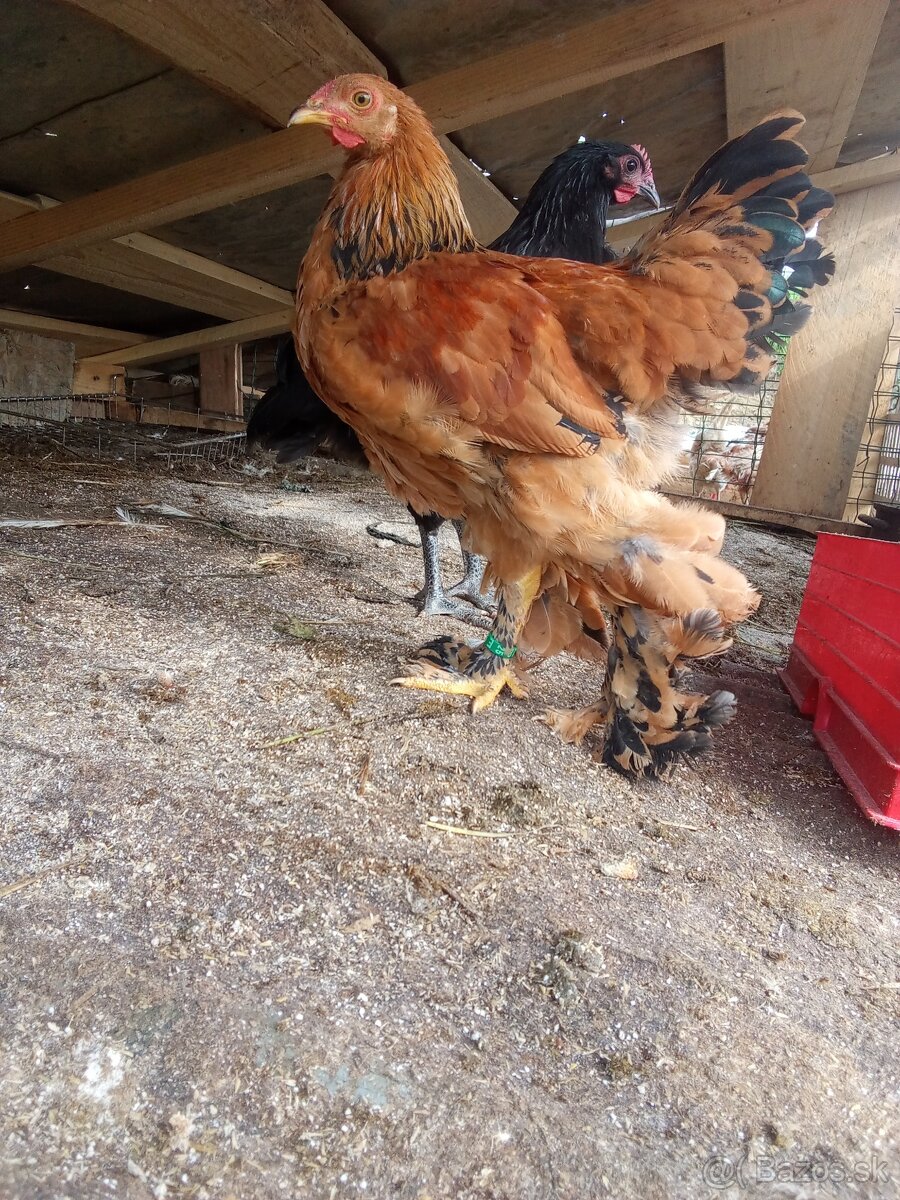 Predám kohútikov Brahman a Australorp