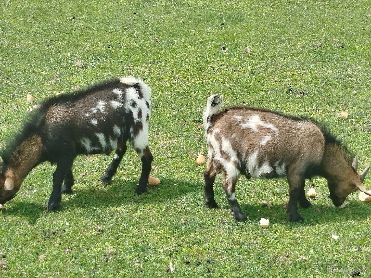 Minikozičky