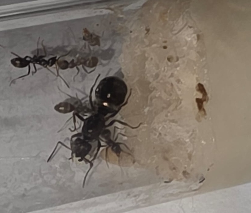 Mravce Formica Fusca