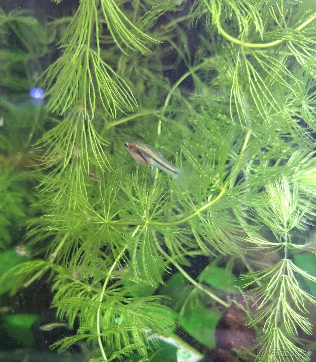 Poeciliopsis prolifica živorodky