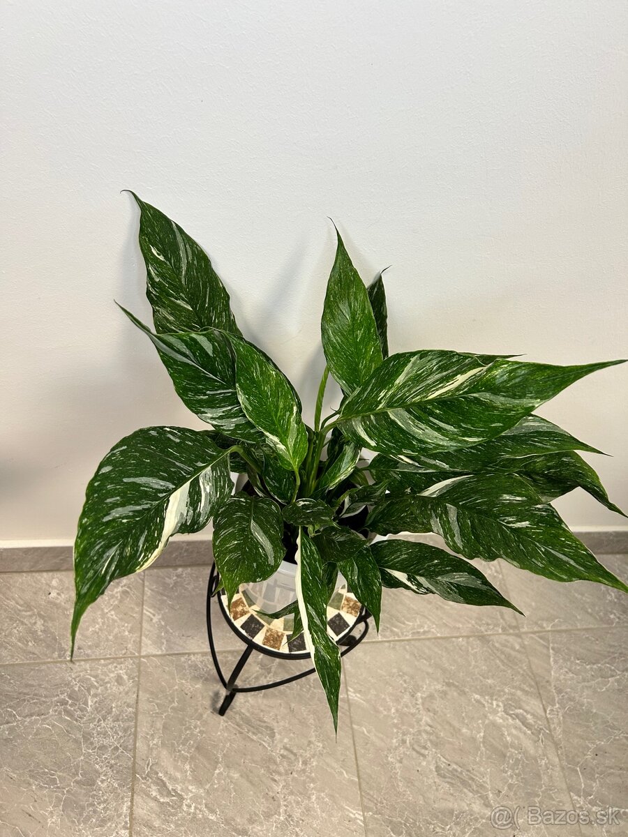 Spathiphyllum Diamond - Lopatkovec