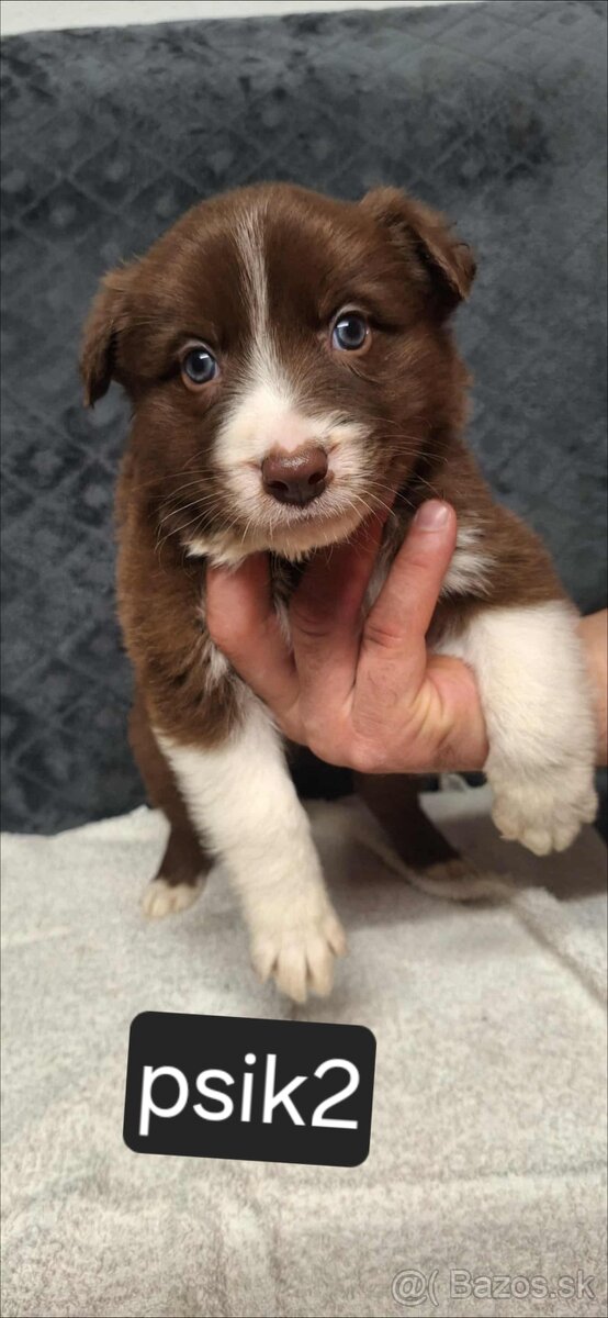 Border Kolia šteniatka