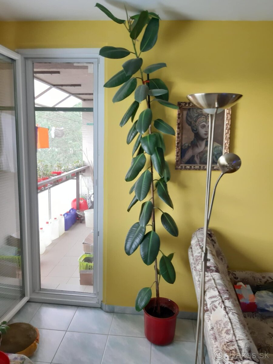 Fikus 260 cm vysoký