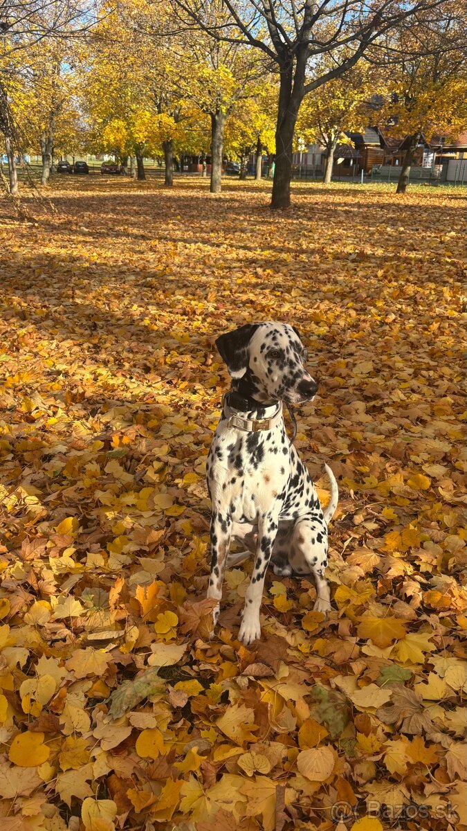 Ponúkam na krytie dalmatínskeho psa