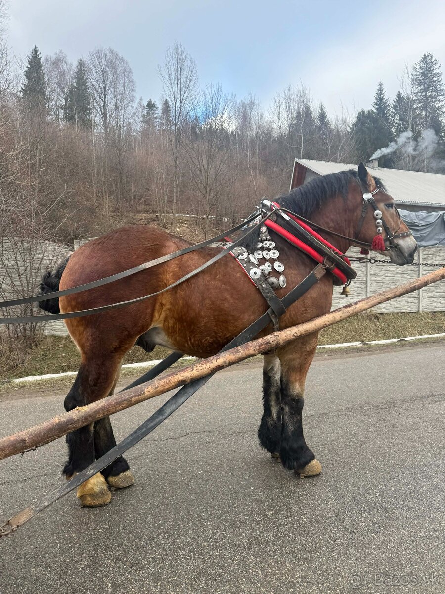 Predam ťažného žrebca