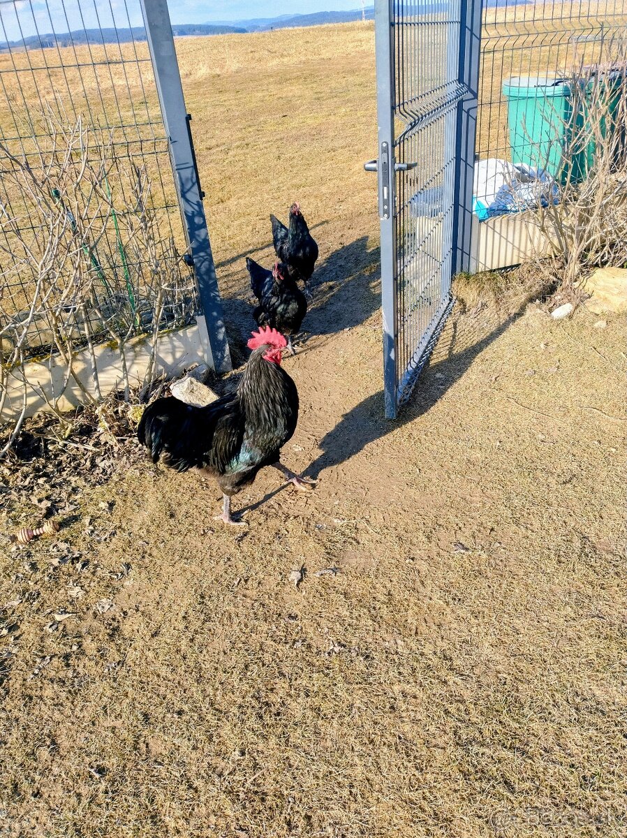 Predám kohútov australorpky