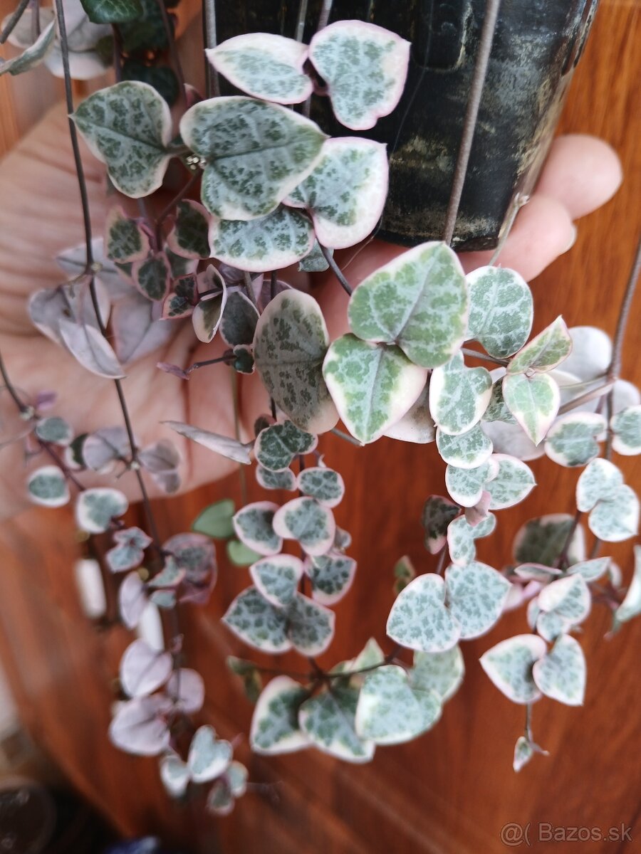 Ceropegia woodii variegata