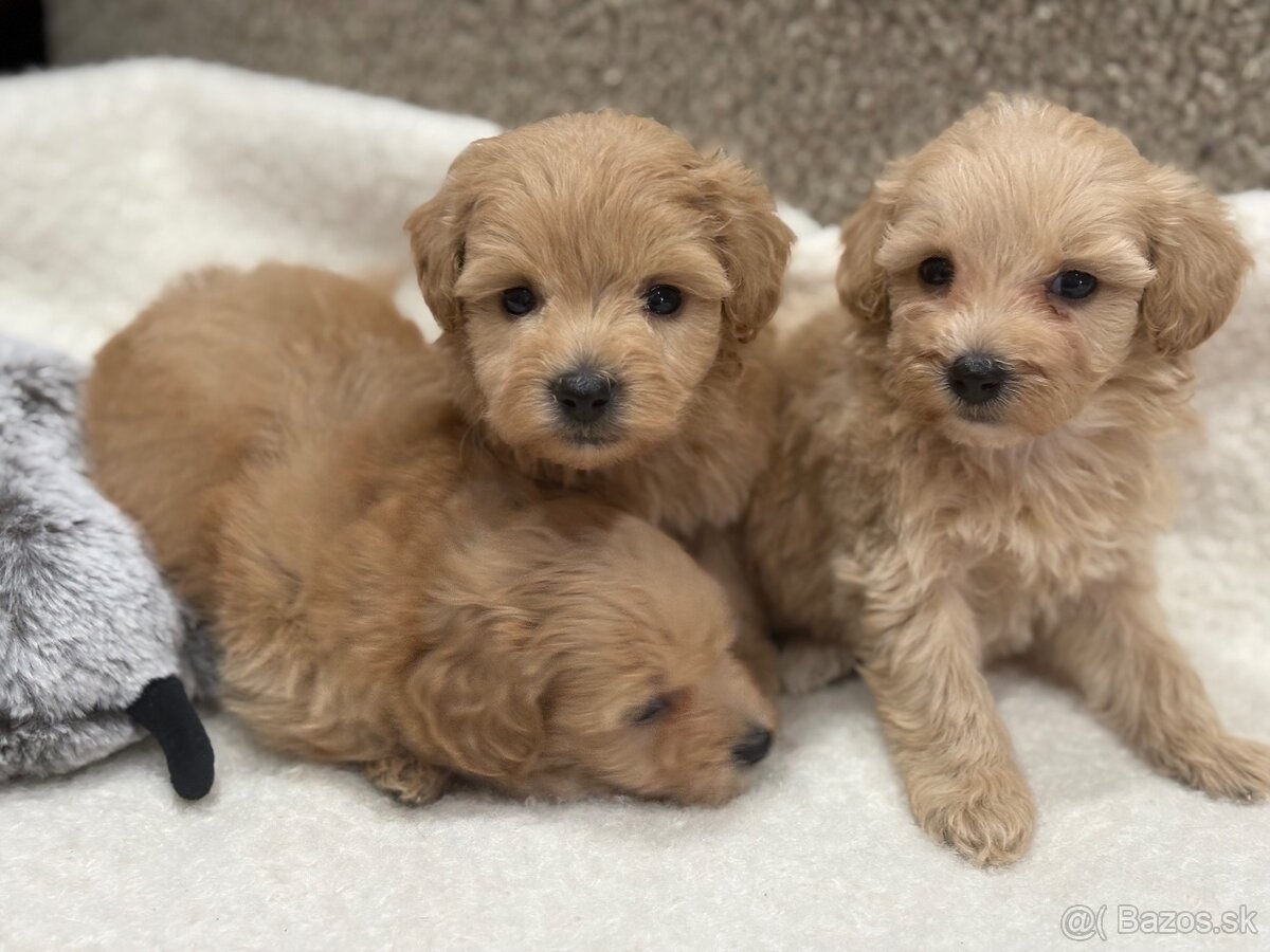 Maltipoo