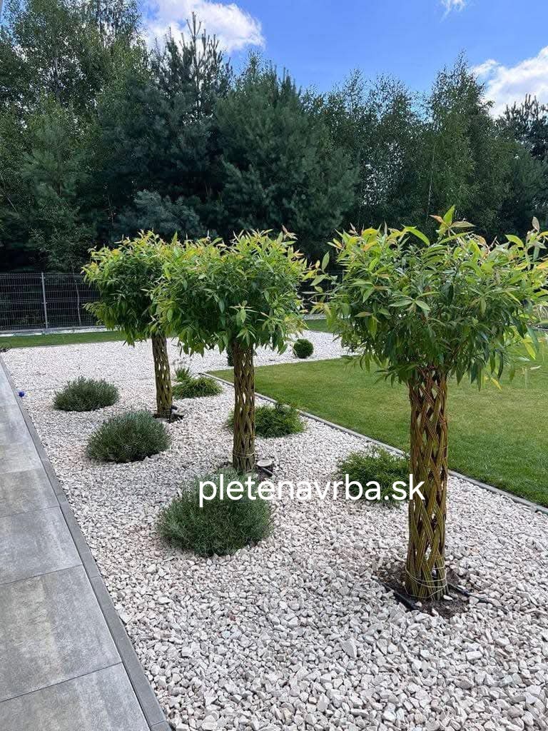 Pletená vŕba salix hit roka