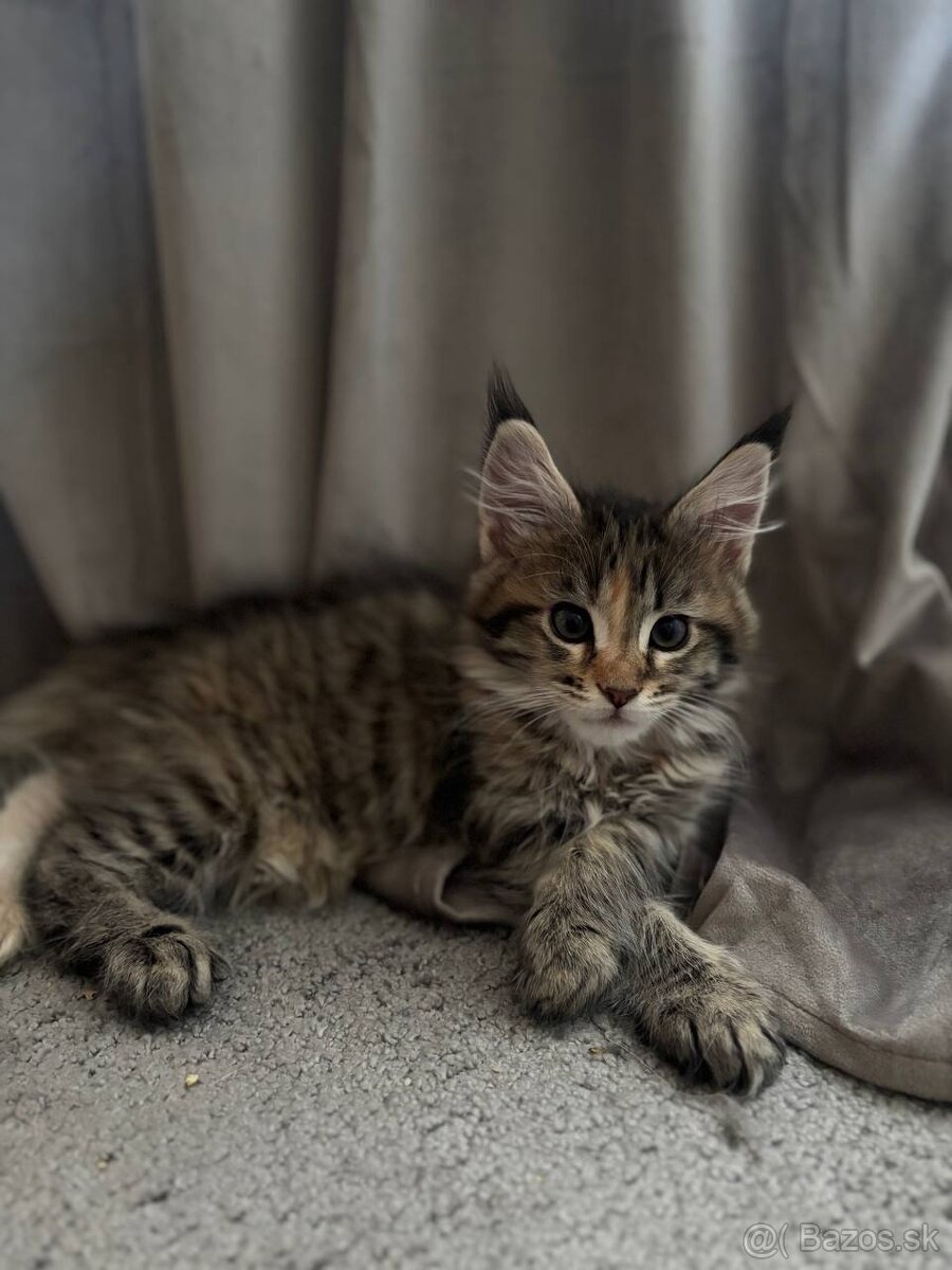 Maine coon mačiatka k odberu