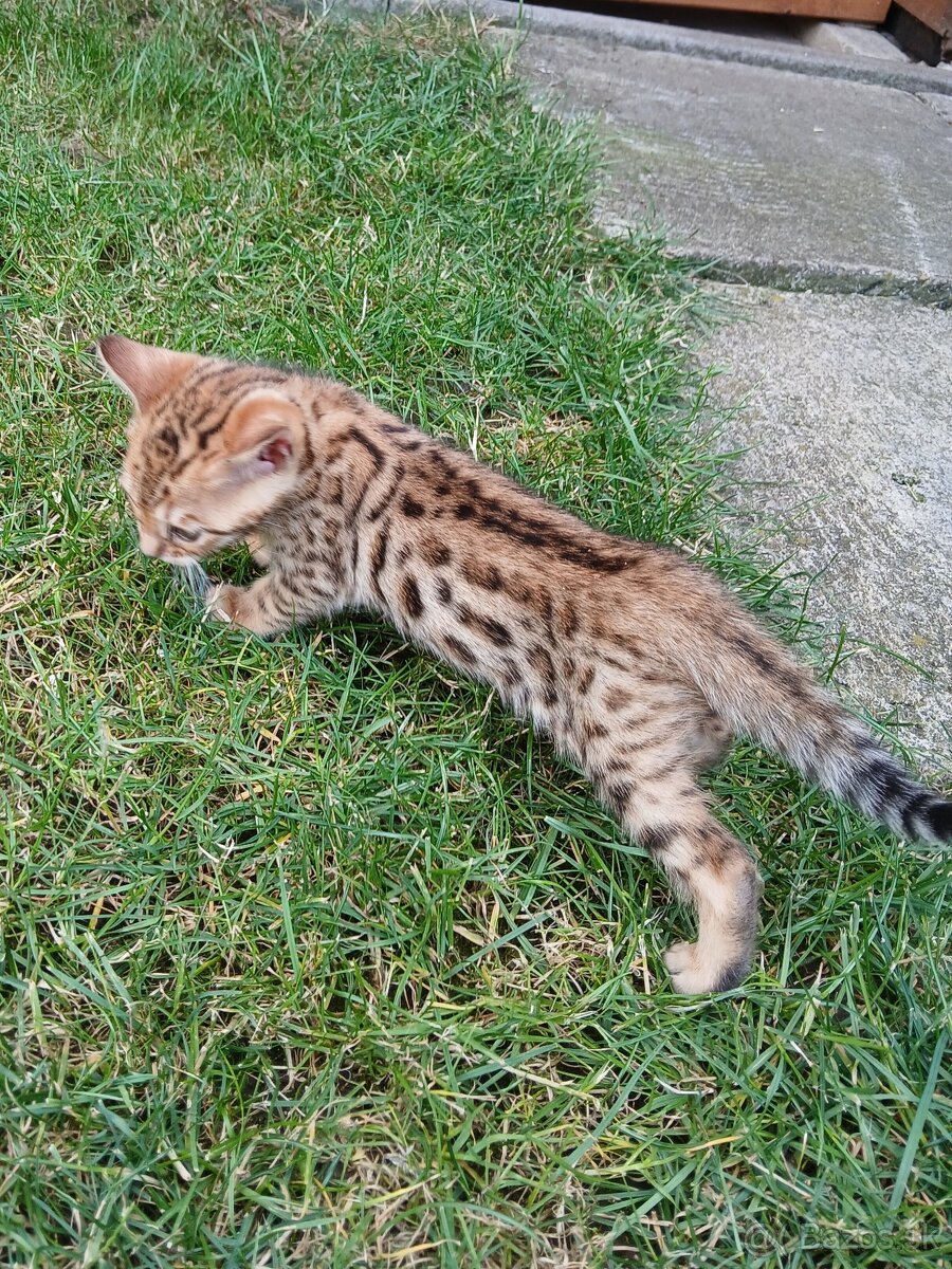 Bengalska macka
