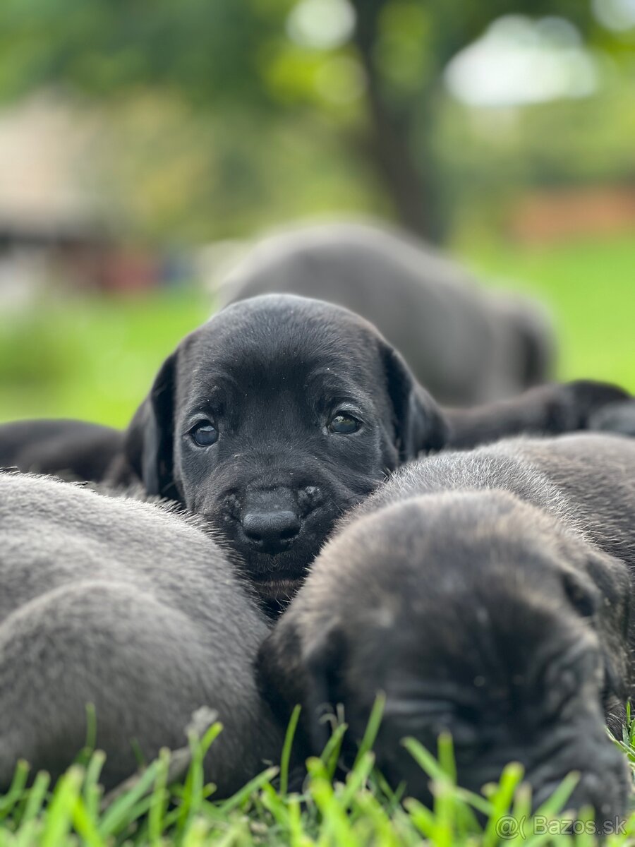Šteniatka Cane Corso