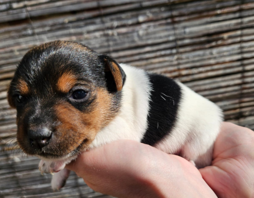 Jack Russell