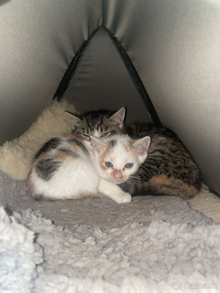 Darujem dve mačiatka