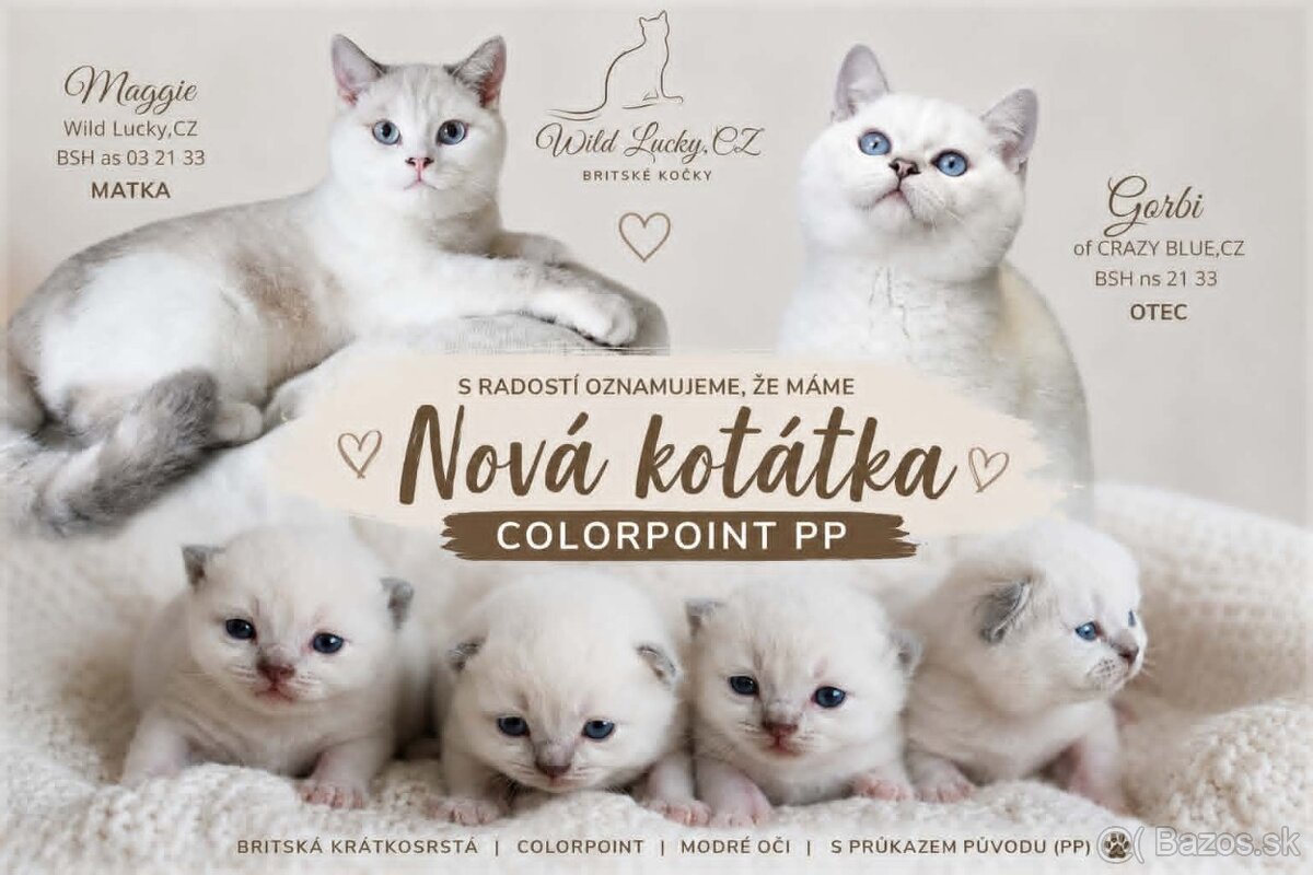 Britská koťátka colorpoint s PP