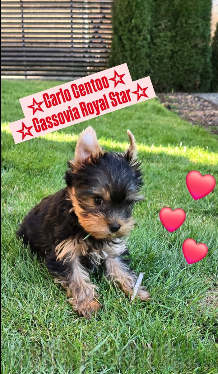 Šteniatko Yorkshire Terrier s PP-REZERVOVANÝ