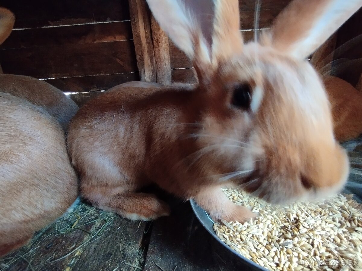Králik