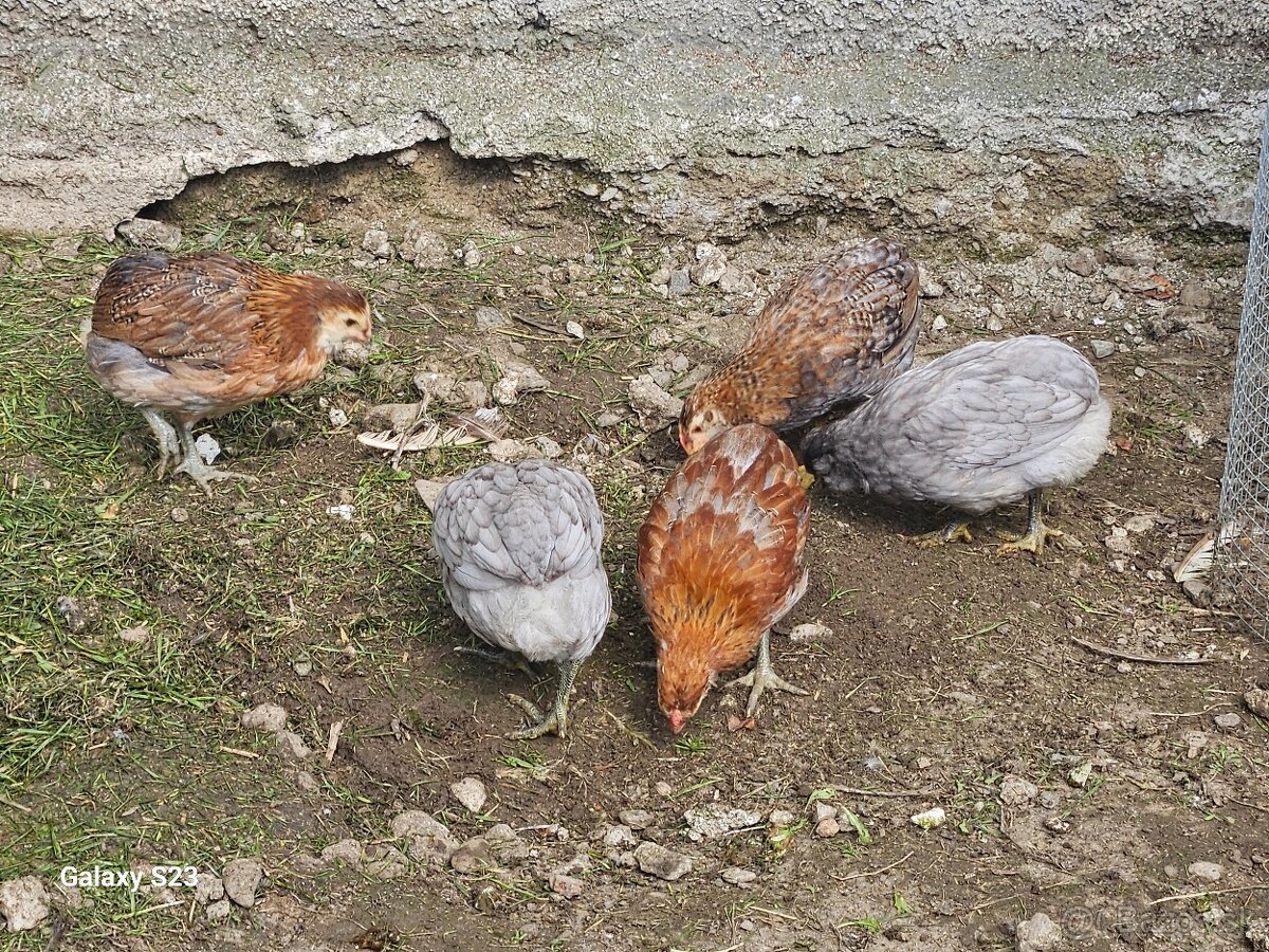 Predám nasadové vajíčka araucana