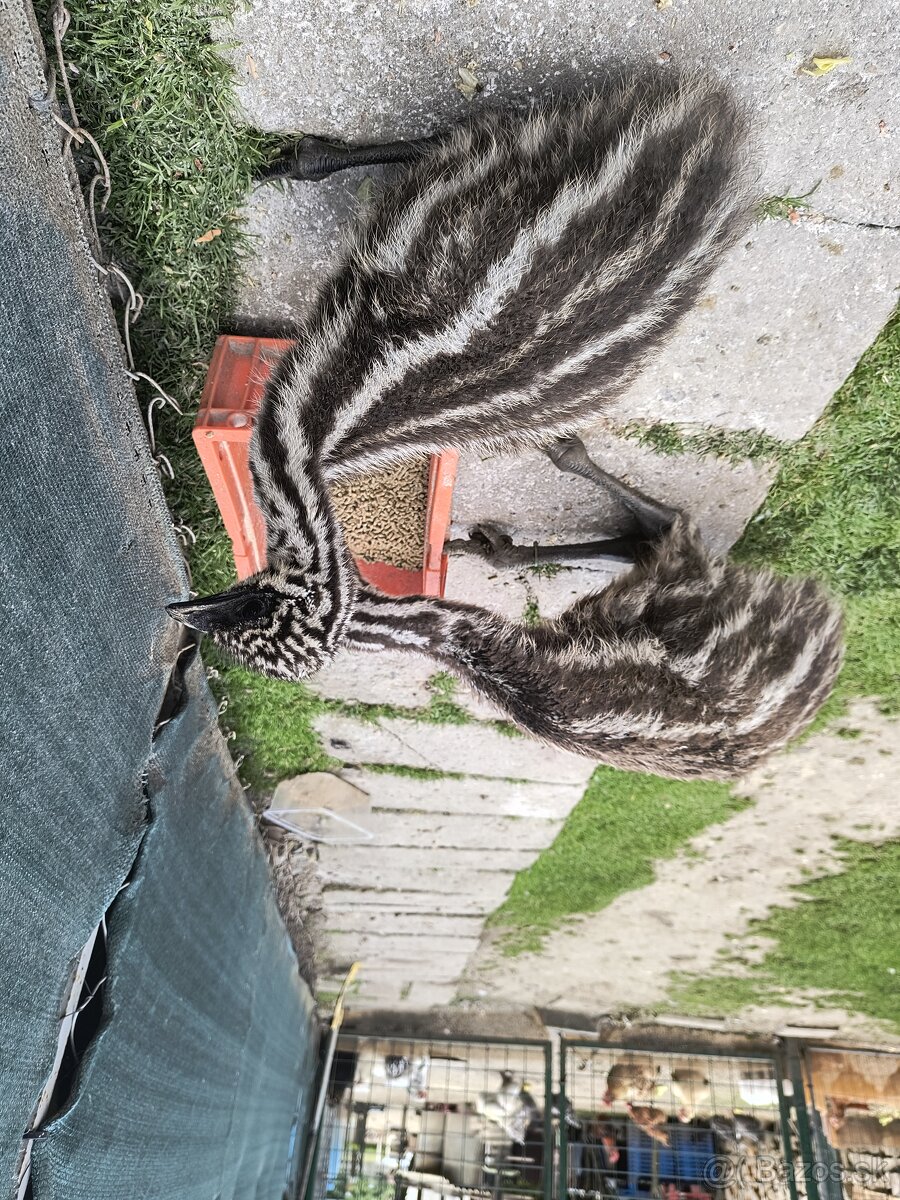 Pštros emu hnedy