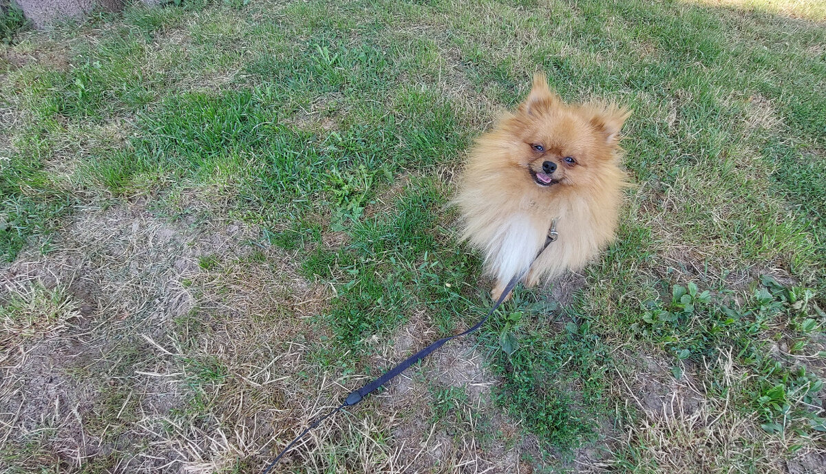 Nemecky pomeriansky špic