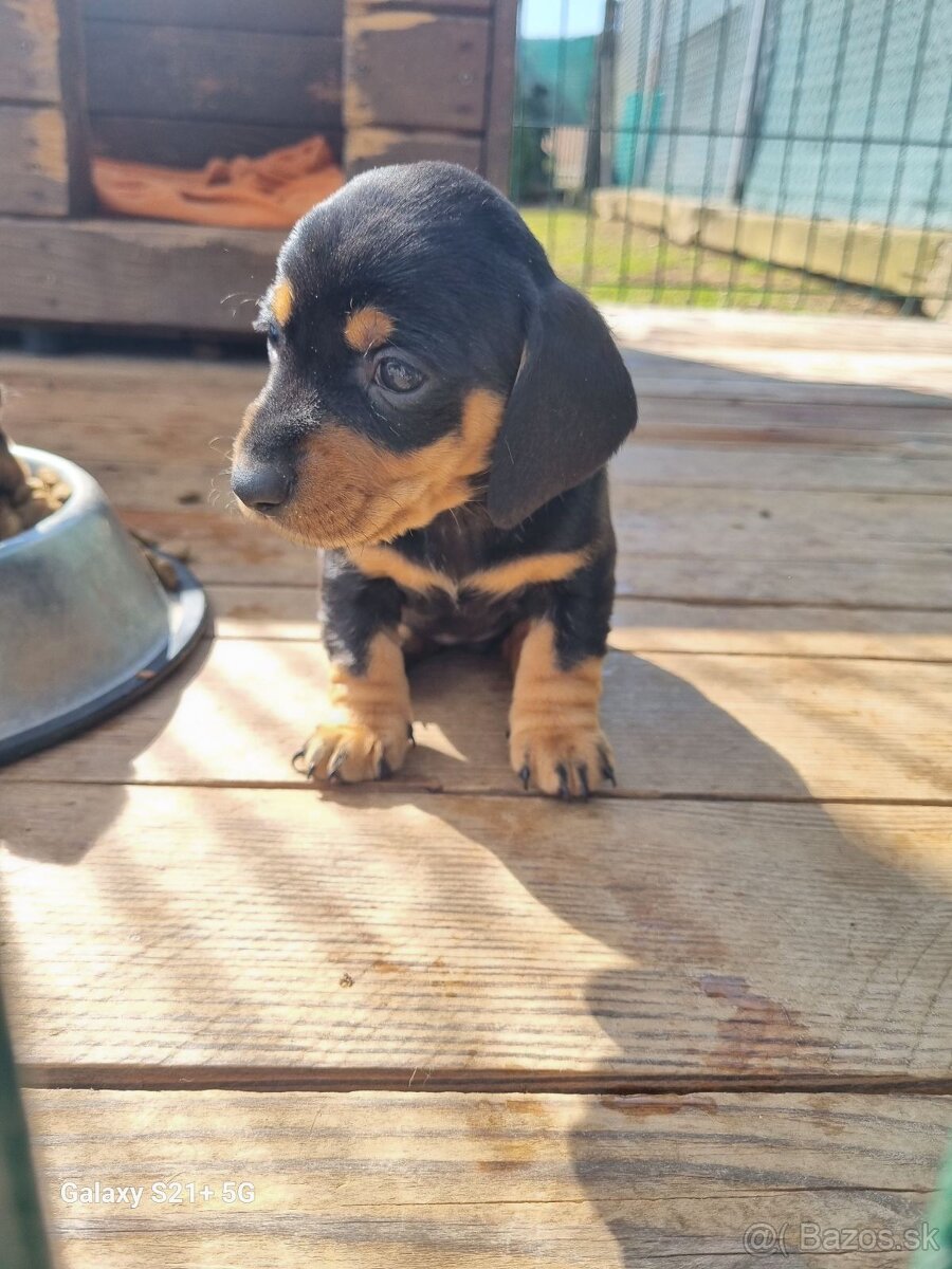 jazvecik trpaslici kratkosrsty