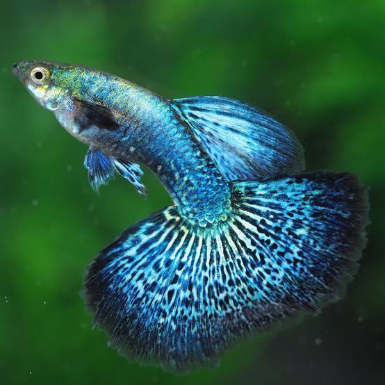 Kúpim zaujímavé plemená gupky / endlerky/Poecilia reticulata