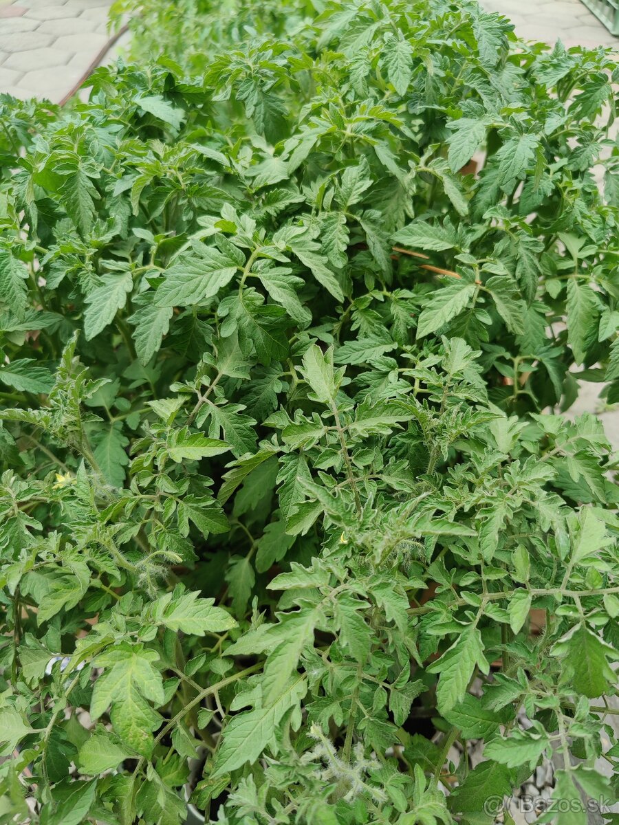 Planty na predaj