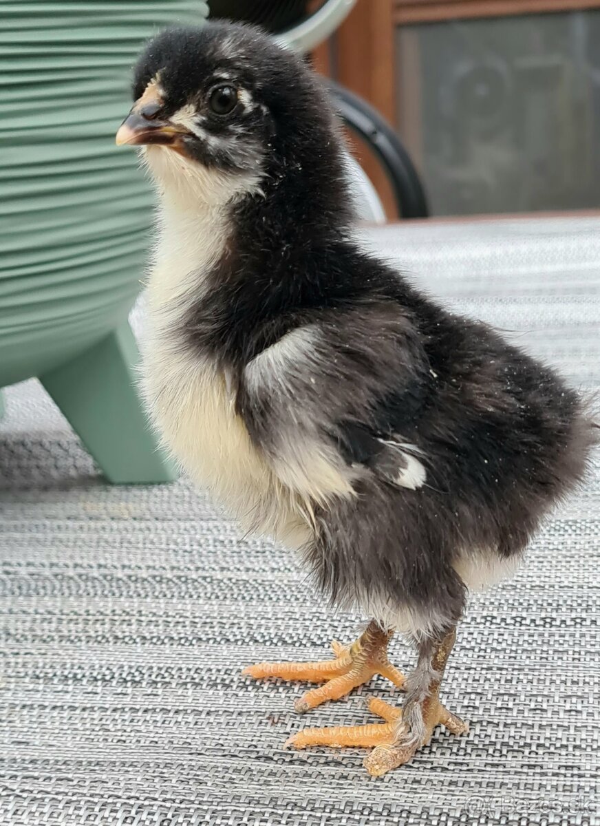 Marans medenokrké