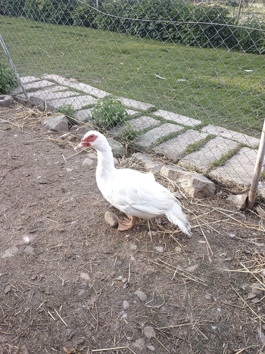 Predám Káčera